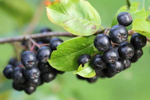 Specialty crop grants